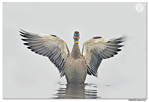 Spot-billed duck (Anas poecilorhyncha)