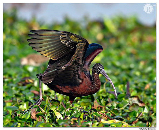 Glossy ibis (Plegadis falcinellus)_D4S8224