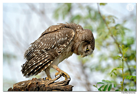 Spotted owlet (Athene brama)_D4R4403