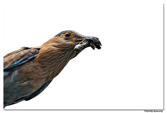 Indian roller (Coracias benghalensis)_DD31007