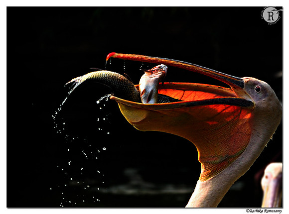 Pelican_D4S3299