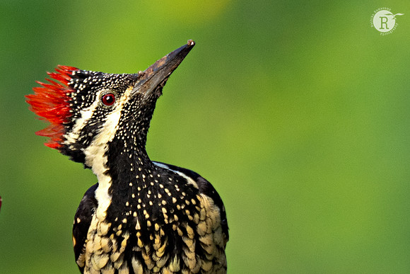 Black-rumped flameback (Dinopium benghalense)_MAR7638