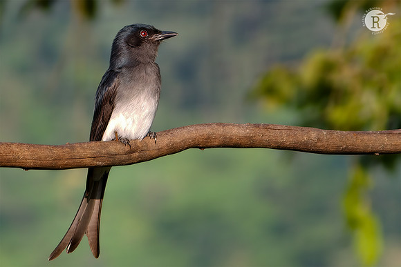 Ashy drongo (Dicrurus leucophaeus)
