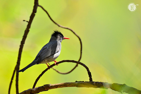 Black bulbul_RAD0707