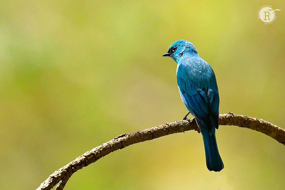 Verditer flycatcher_RAD0533