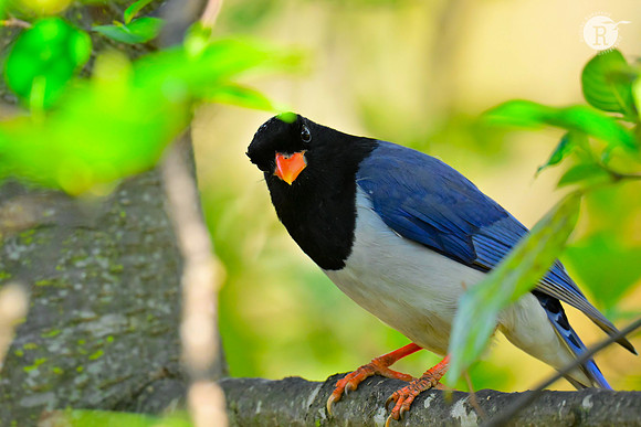 Red-billed blue magpie_RAD0761