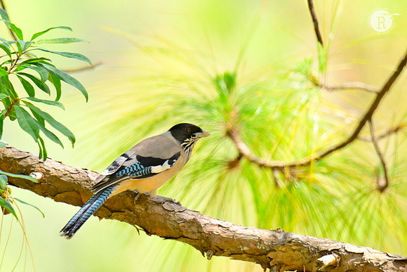 Black-headed jay_RAD0653