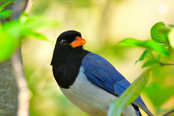 Red-billed Blue Magpie_RAD0763
