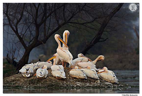 Pelican-Island_D4R0299