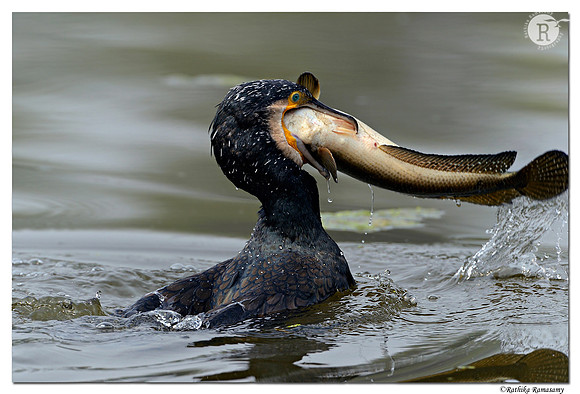 Great Cormorant (Phalacrocorax carbo)_D4R1232
