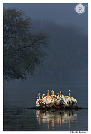Pelican_D4R0955