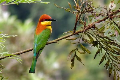 Chestnut-headed bee-eater (Merops leschenaulti)_023856