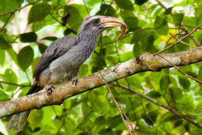 Malabar Grey Hornbill_144605_1