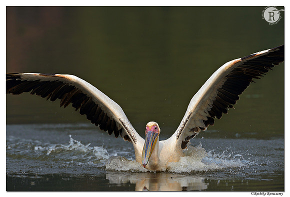 Pelican_D4R1047