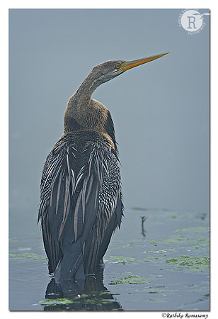 Oriental Darter(Anhinga melanogaster)_D4R0496