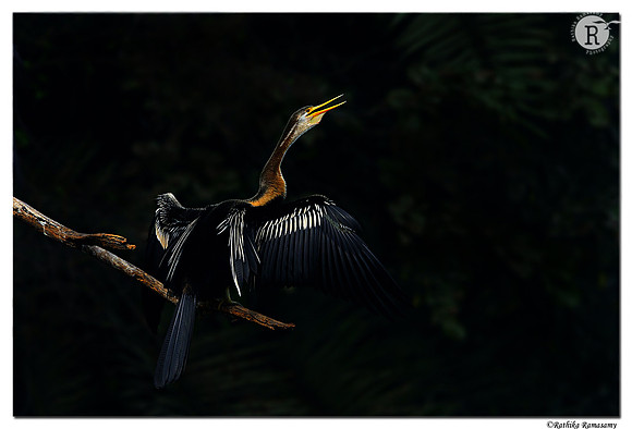 Oriental Darter(Anhinga melanogaster)_D4R0676