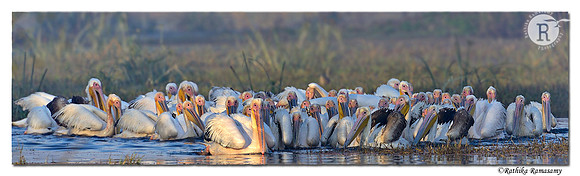Pelican_D4R2483