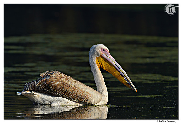 Pelican_D4R2799