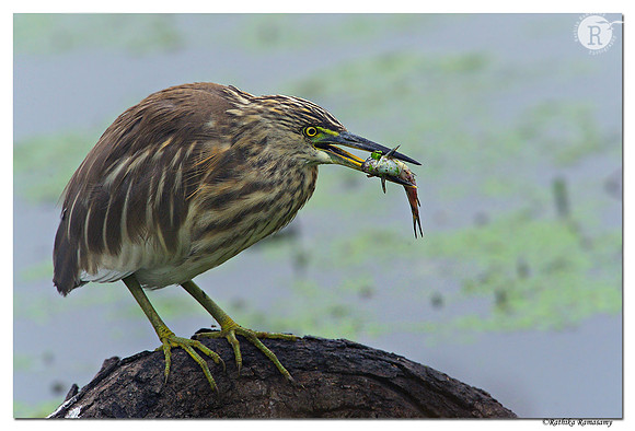 Pond-Heron(Ardeola-grayii)_D4R0581
