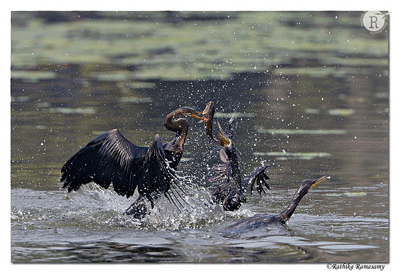 The Fight_D4R1014