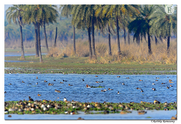 Surajpur bird sanctuary,Greater Noida