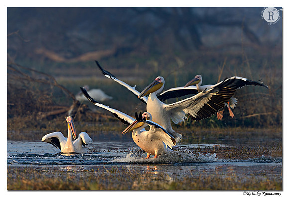 Pelican_D4R2414