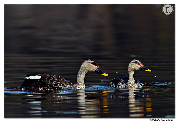 Spot-billed Duck (Anas poecilorhyncha)_D4R2872