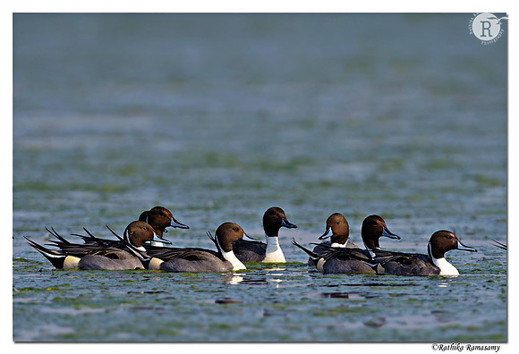 Northern Pintail (Anas acuta)_D4R2997