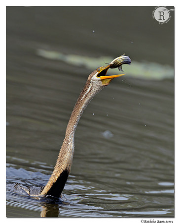 Oriental Darter(Anhinga melanogaster ) _D4R1120