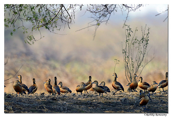 Lesser Whistling Duck (Dendrocygna javanica)_D4R3283