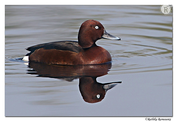Ferruginous Pochard (Aythya nyroca)_D4R9552