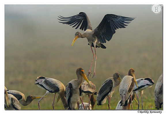 The Painted Stork (Mycteria leucocephala) _D4R0471