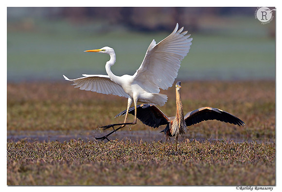 Purple Heron (Ardea purpurea_D4R3112