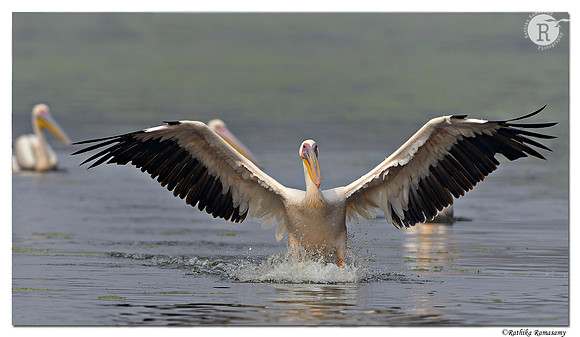 Pelican_D4R1335