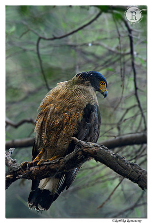 Crested Serpent Eagle (Spilornis cheela)_D4R0485