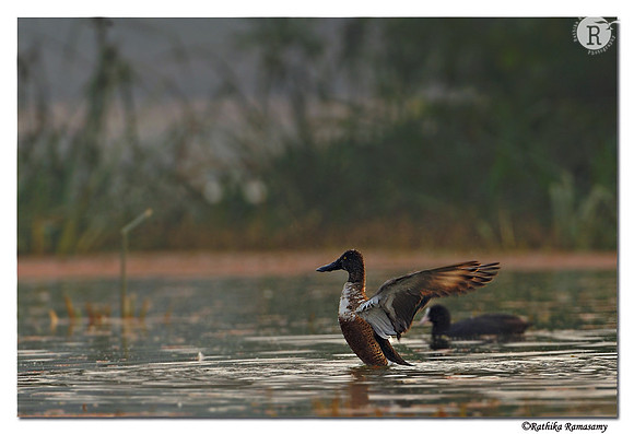 Northern Shoveler (Anas clypeata)_DD32004