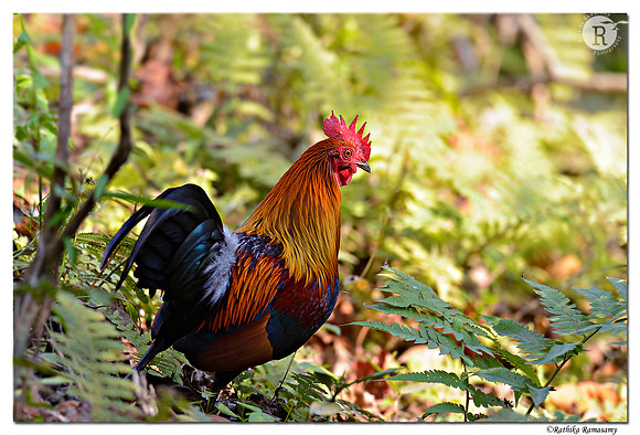 Red-Junglefowl-(Gallus-gallus)_D4R7037