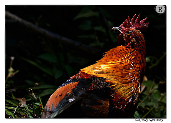 Red-Junglefowl-(Gallus-gallus)_D4R4979