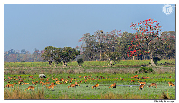 Kaziranga National Park _D4R4607