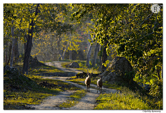 Deer_D4R5384