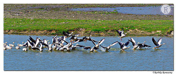 Bar-headed Goose (Anser indicus)_D4R4942