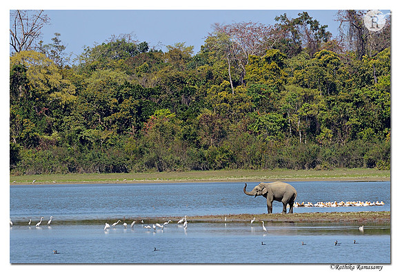 Kaziranga_D4R3944