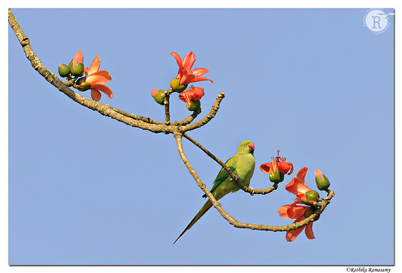Rose-ringed Parakeet (Psittacula krameri)_D4R6105