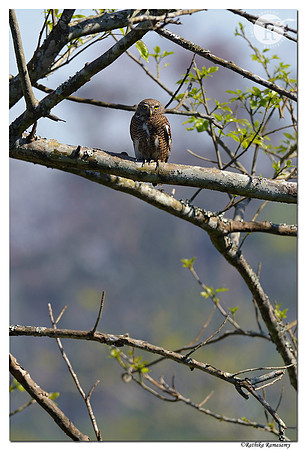 Asian Barred Owlet (Glaucidium cuculoides)_D4R5788