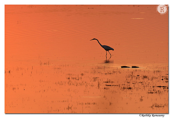 Egret_D4R5985