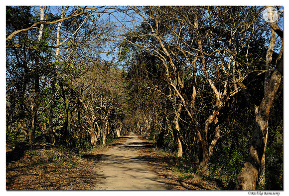 Kaziranga National Park  _DD33539