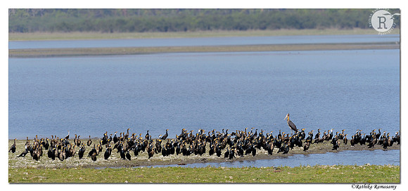Lesser Adjutant (Leptoptilos javanicus)_D4R6246