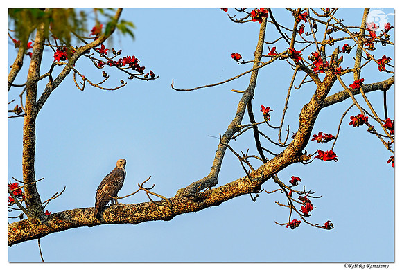 Changeable Hawk-Eagle_D4R7106