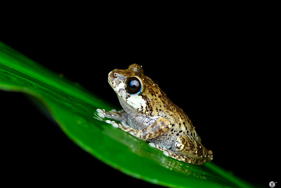 Sushil's bushfrog (Raorchestes sushili)_MCR4293