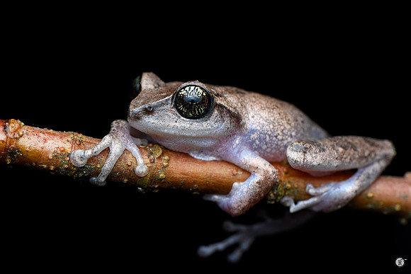 Green-eyed bushfrog(Raorchestes chlorosomma) _MCR3953